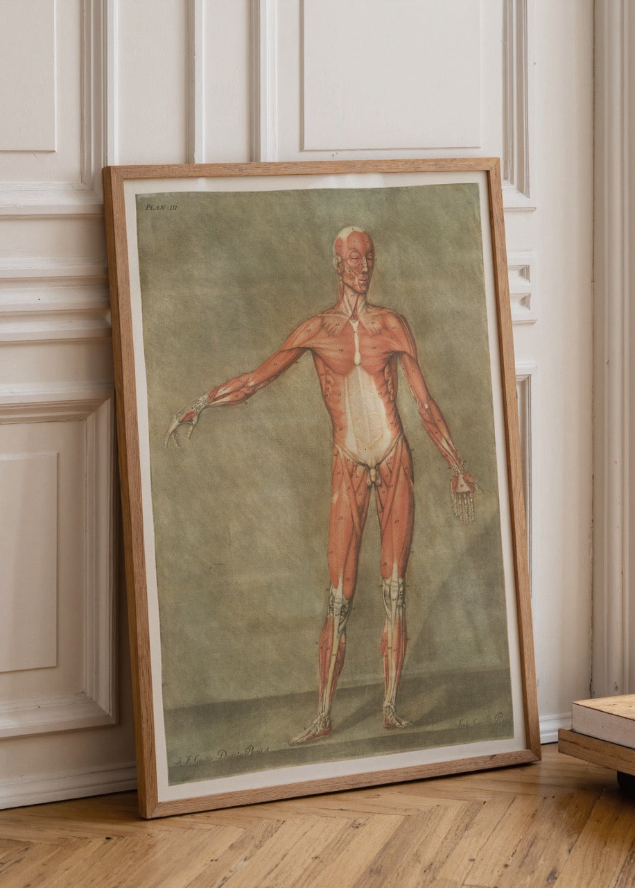 Vintage tarzda insan kas sistemini gösteren tam vücut anatomik illüstrasyon posteri.