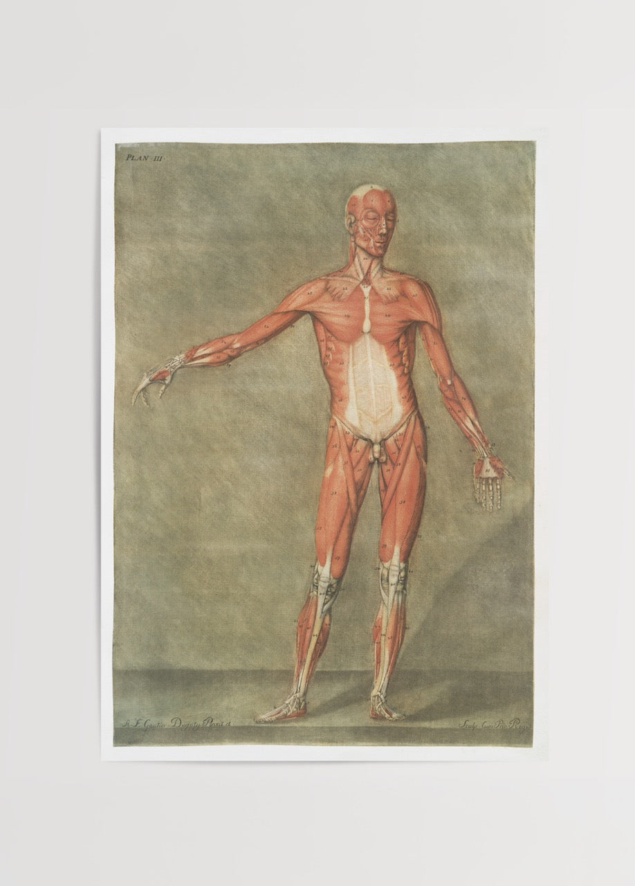 Vintage tarzda insan kas sistemini gösteren tam vücut anatomik illüstrasyon posteri.