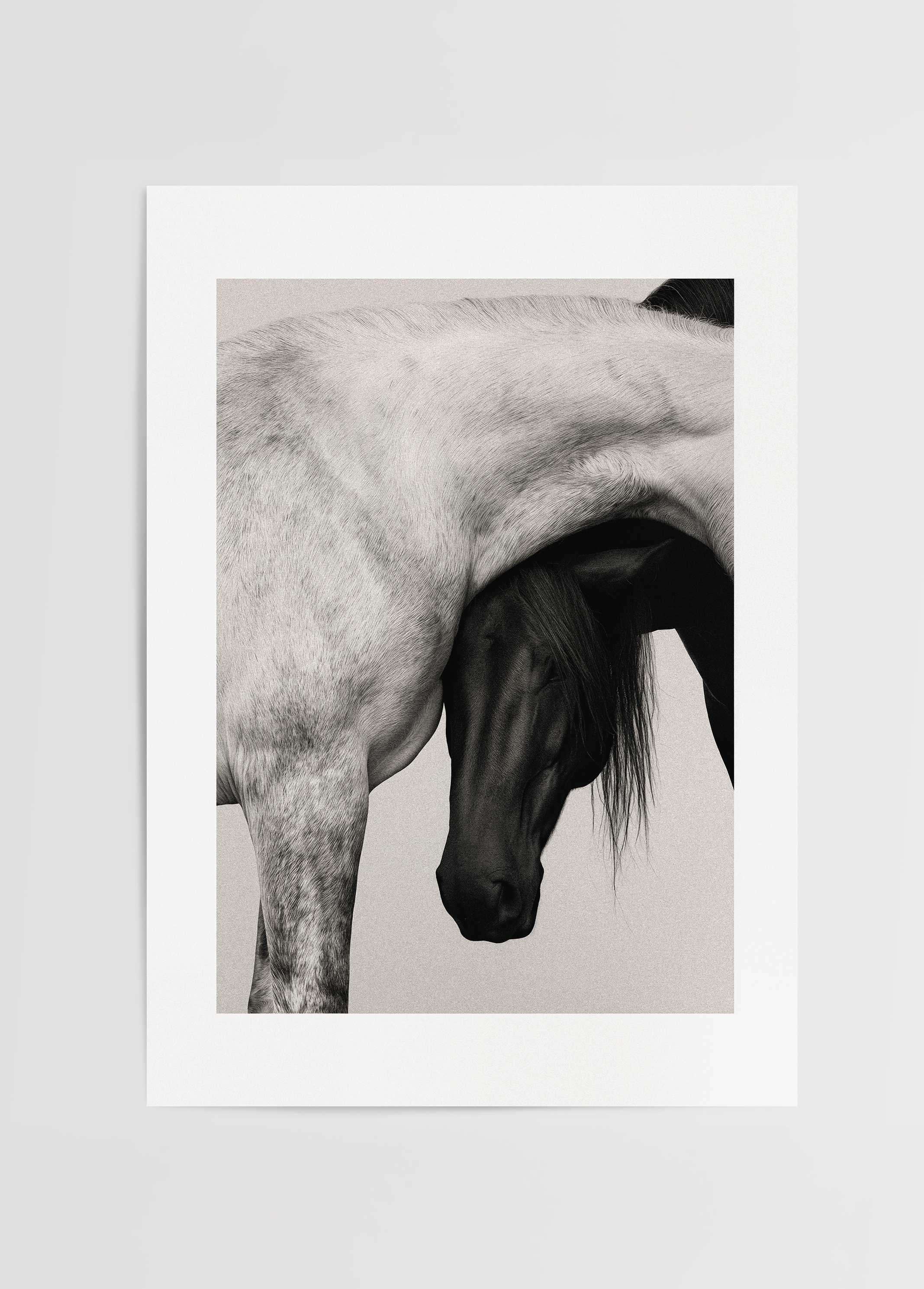 Entwined, açık ve koyu renkli iki atın birbirine yaklaşan bedenlerini gösteren minimal siyah beyaz fotoğraf poster.