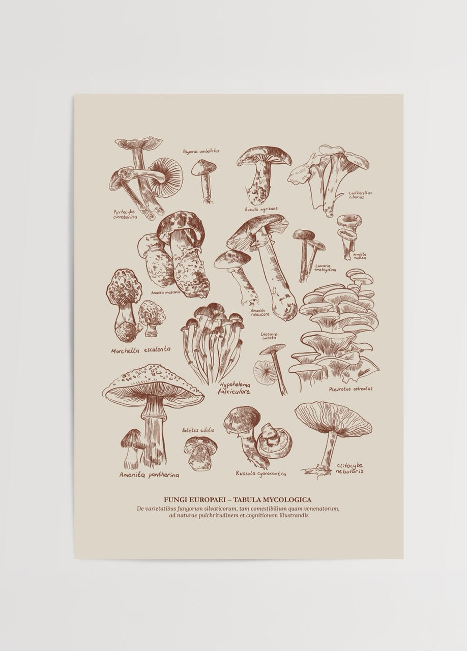 Elif Bilgin’in Fungi Europaei posteri, Avrupa mantar türlerini gravür tarzında sunan bilimsel illüstrasyon.