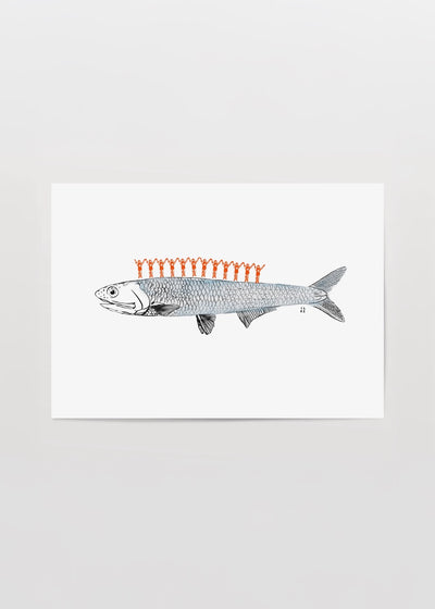 Hamsi Poster Baskı – İlke Arseven