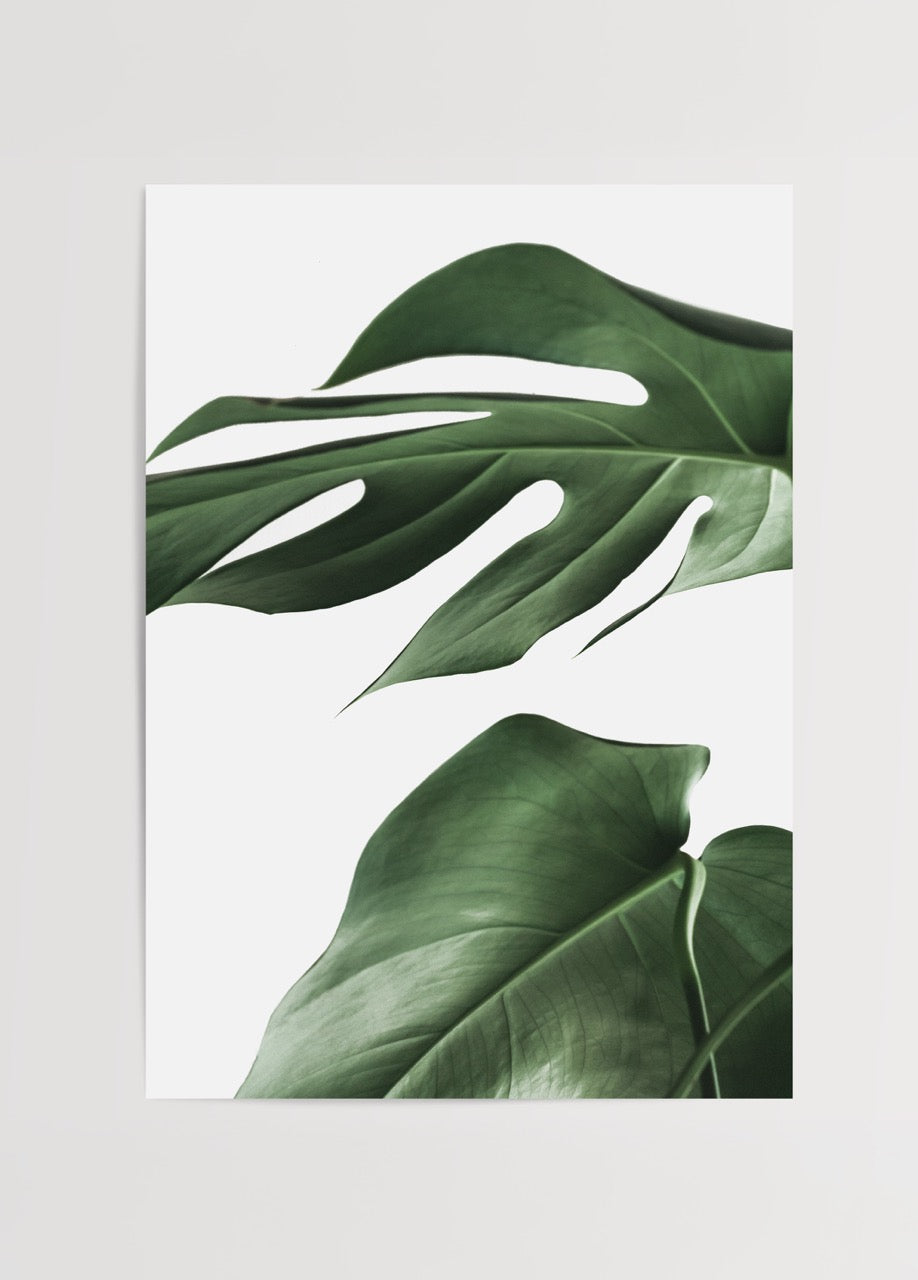 Beyaz arka plan üzerinde iki adet tropikal monstera yaprağını gösteren minimal botanik poster.