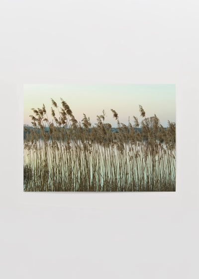 Whispering Reeds Lake in Bialystok Fotoğraf Poster Baskı