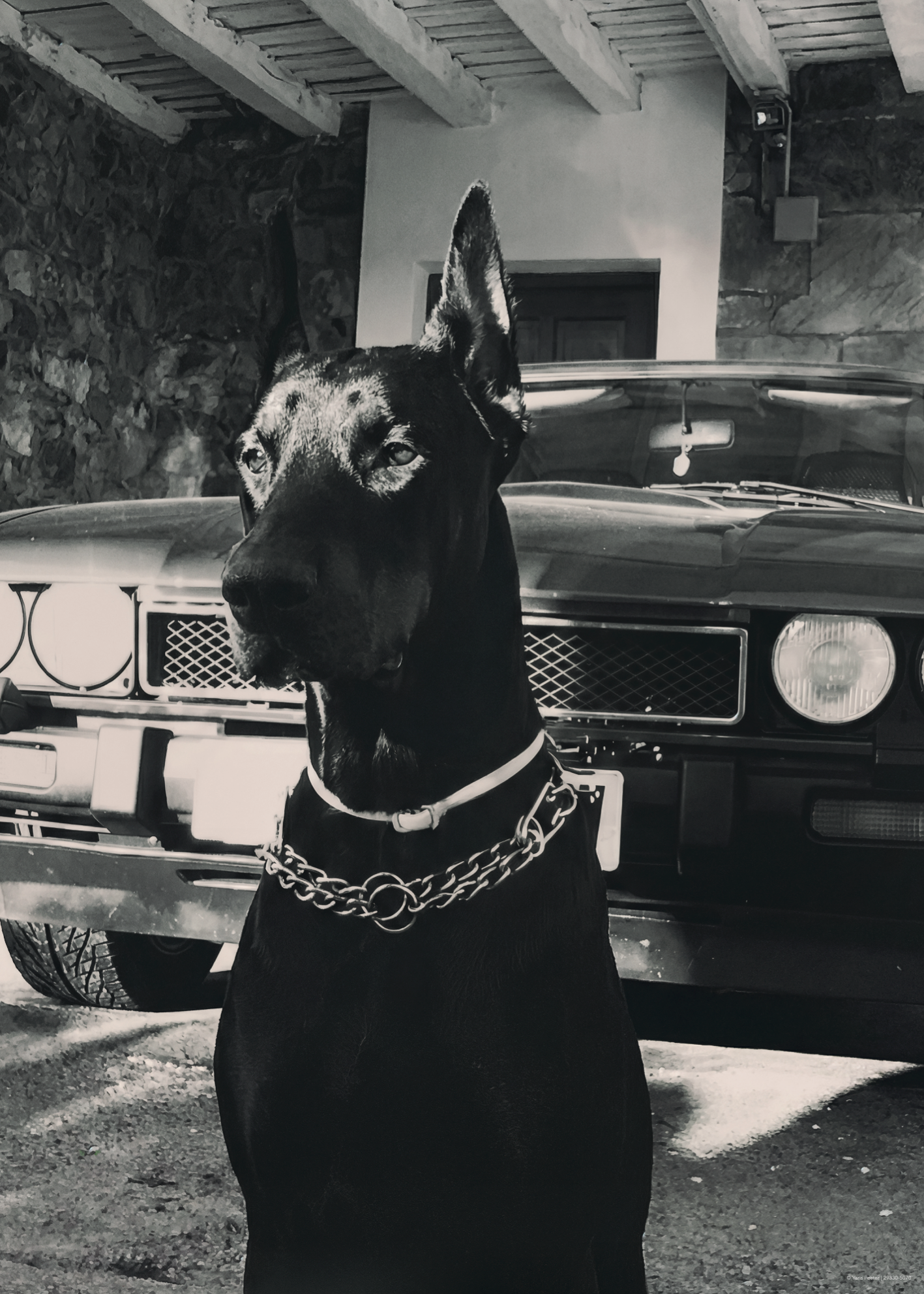Doberman & Classic Car