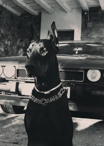 Doberman & Classic Car