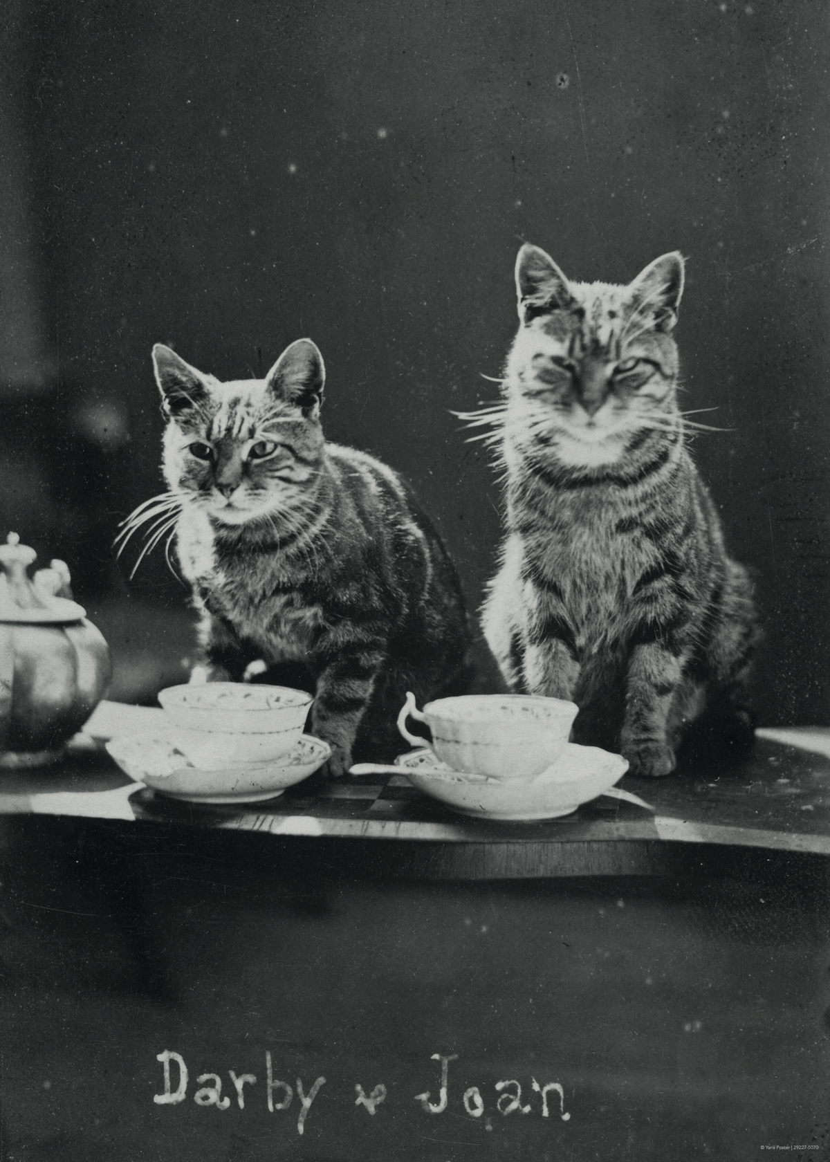 İki Sevimli Kedi ve Çay Zamanı