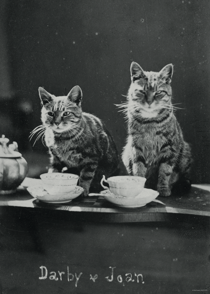 İki Sevimli Kedi ve Çay Zamanı