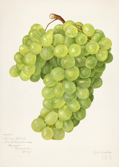 Chenin Blanc Üzüm İllüstrasyonu Poster Baskı