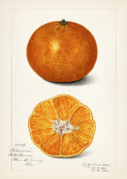 Satsuma Mandalina İllüstrasyonu Poster Baskı