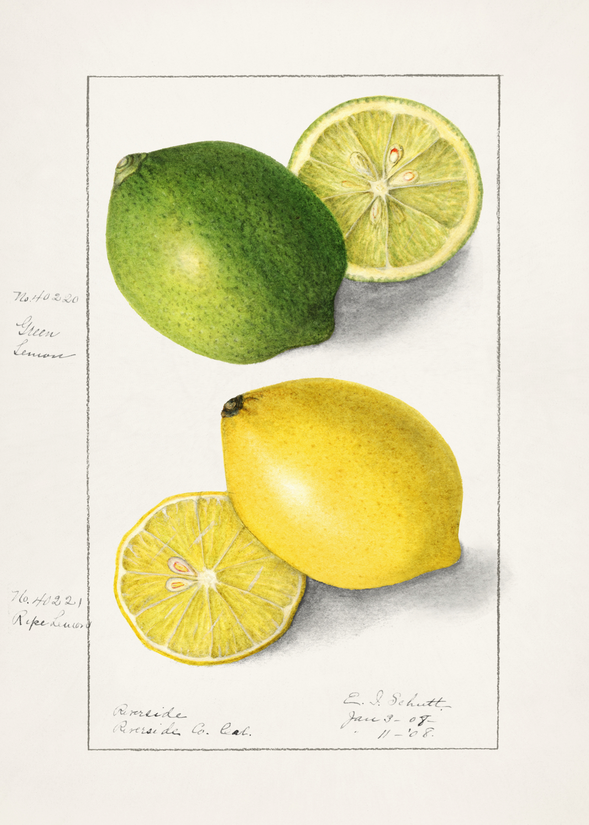 Limon ve Lime İllüstrasyonu Poster Baskı