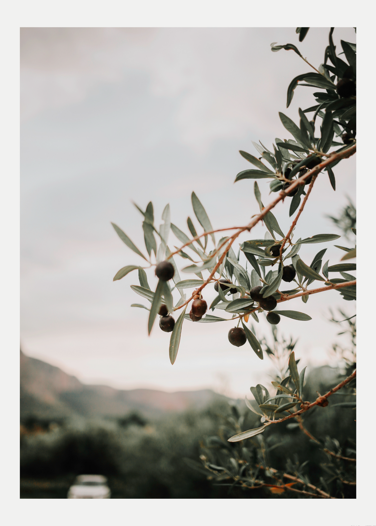 Zeytin Dalı – Akdeniz Doğa Fotoğrafı Poster