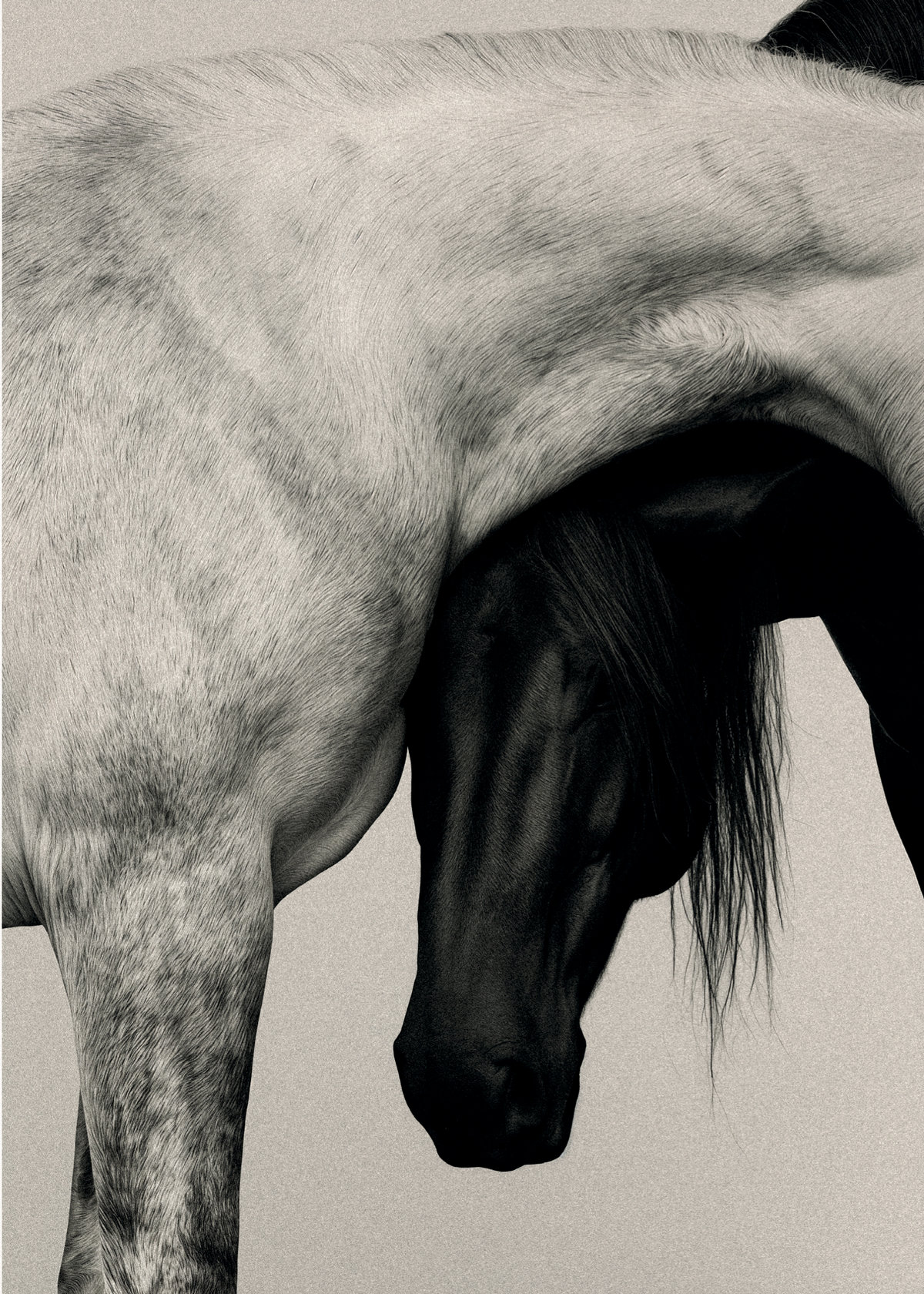 Entwined – Fotoğraf Poster