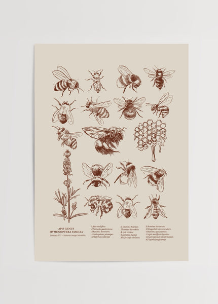 Apis Genus Poster – Arı İllüstrasyonu, Elif Bilgin | Yaris Poster