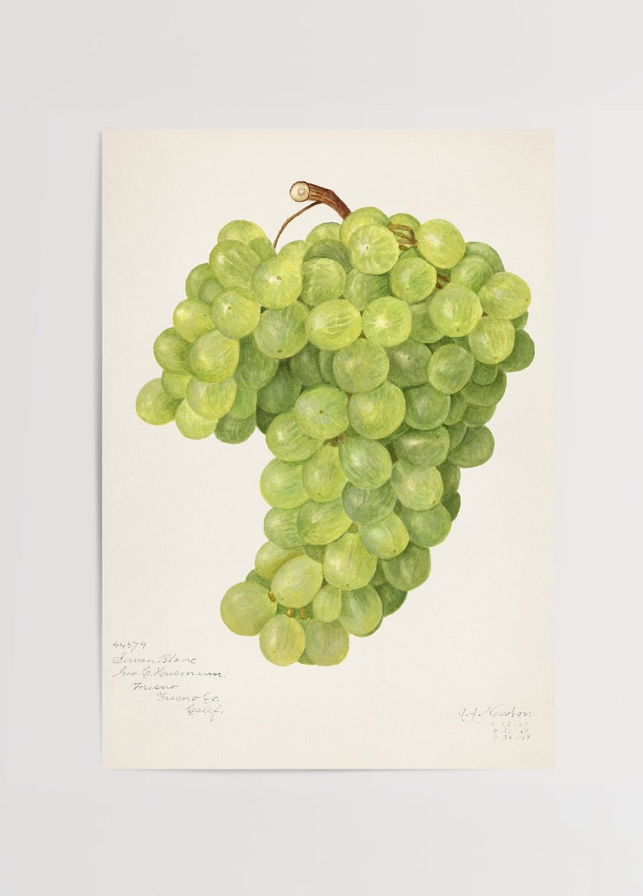 Chenin Blanc üzüm salkımı botanik illüstrasyon posteri, el çizimi yeşil üzüm görseli