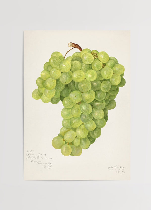 Chenin Blanc üzüm salkımı botanik illüstrasyon posteri, el çizimi yeşil üzüm görseli