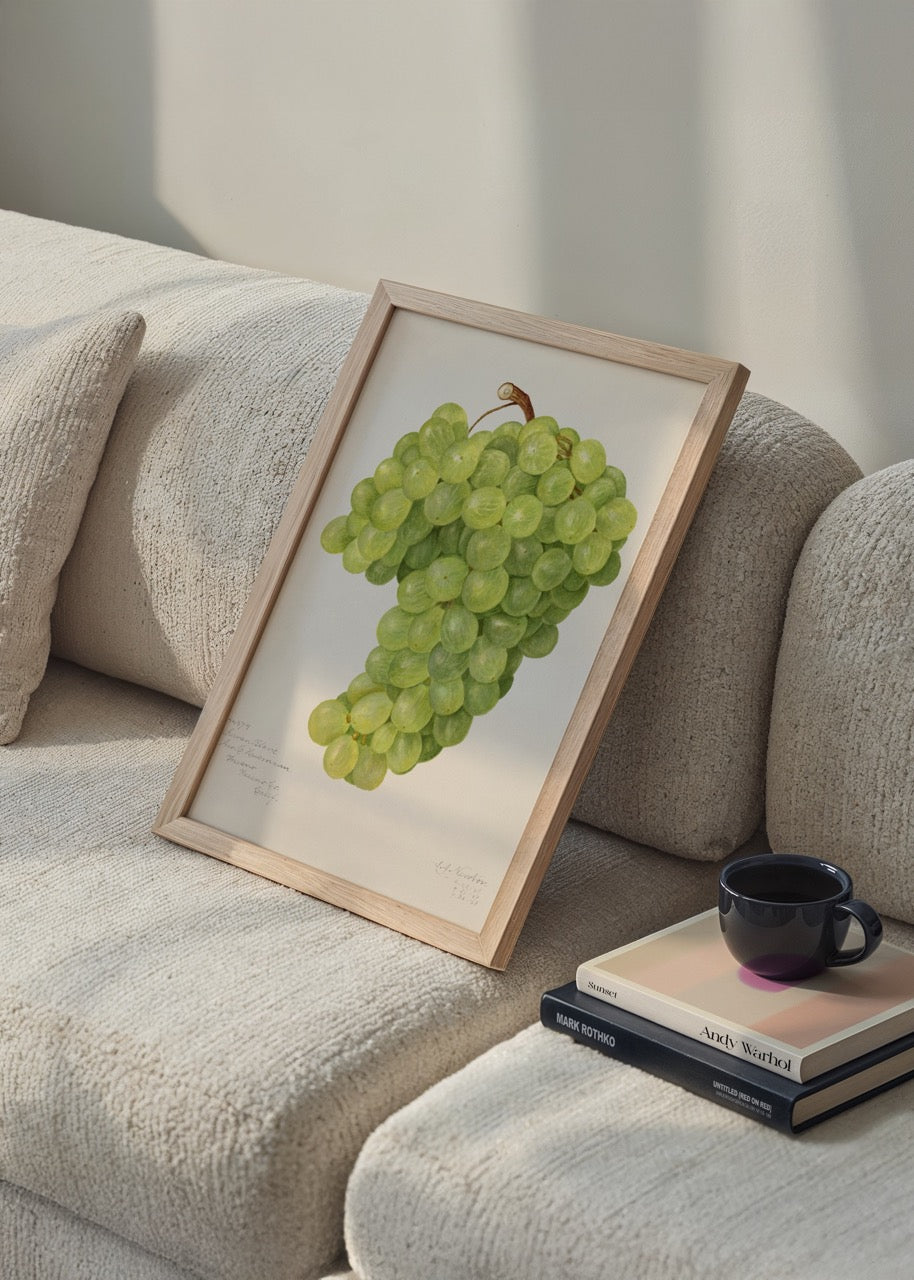 Chenin Blanc üzüm salkımı botanik illüstrasyon posteri, el çizimi yeşil üzüm görseli