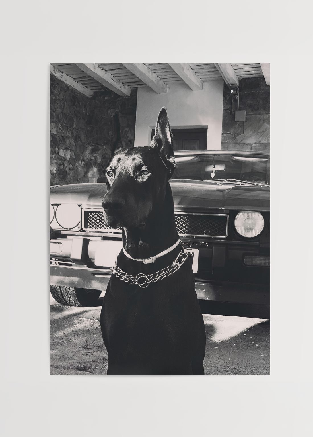 Doberman &amp; Classic Car