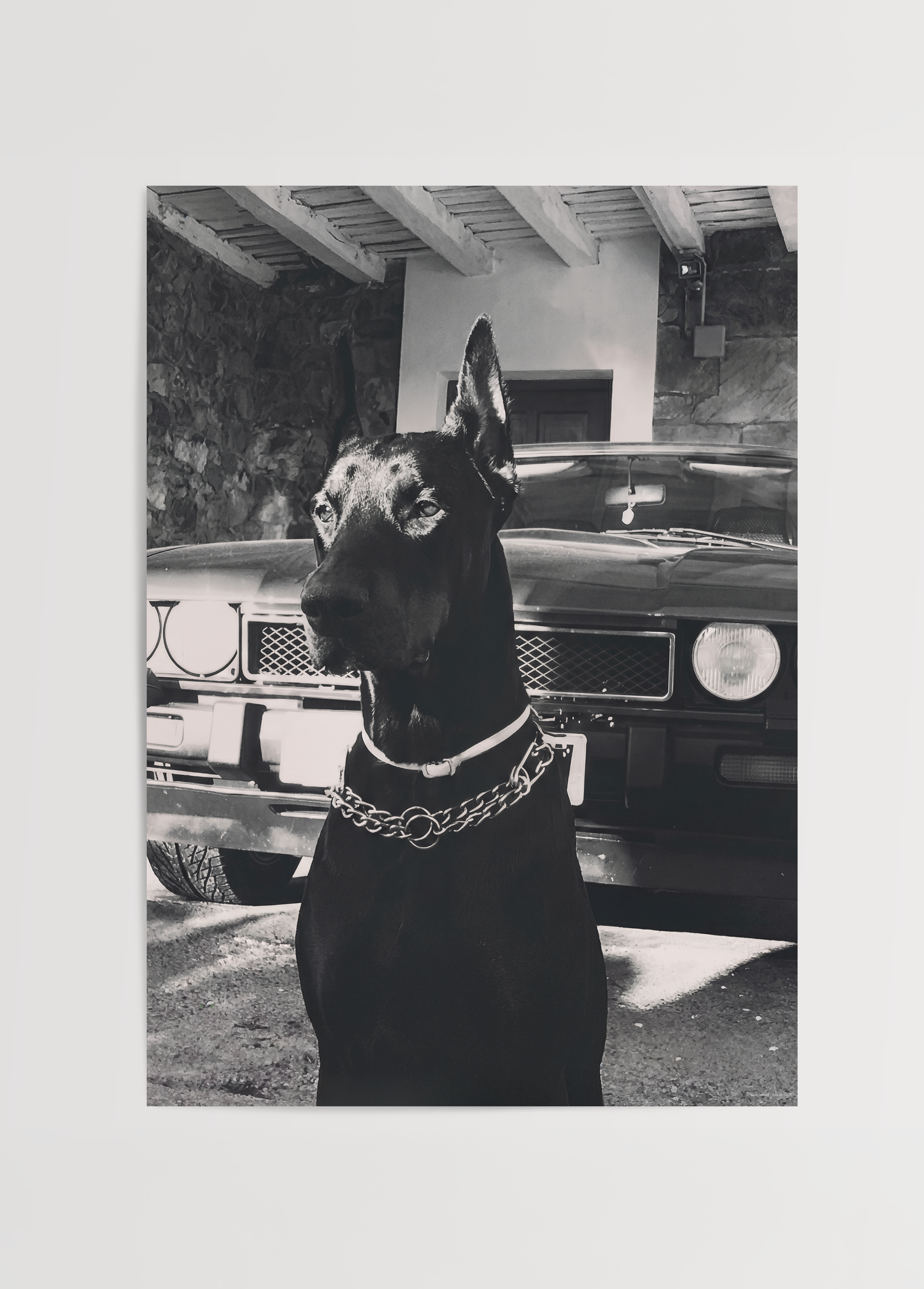 Doberman &amp; Classic Car