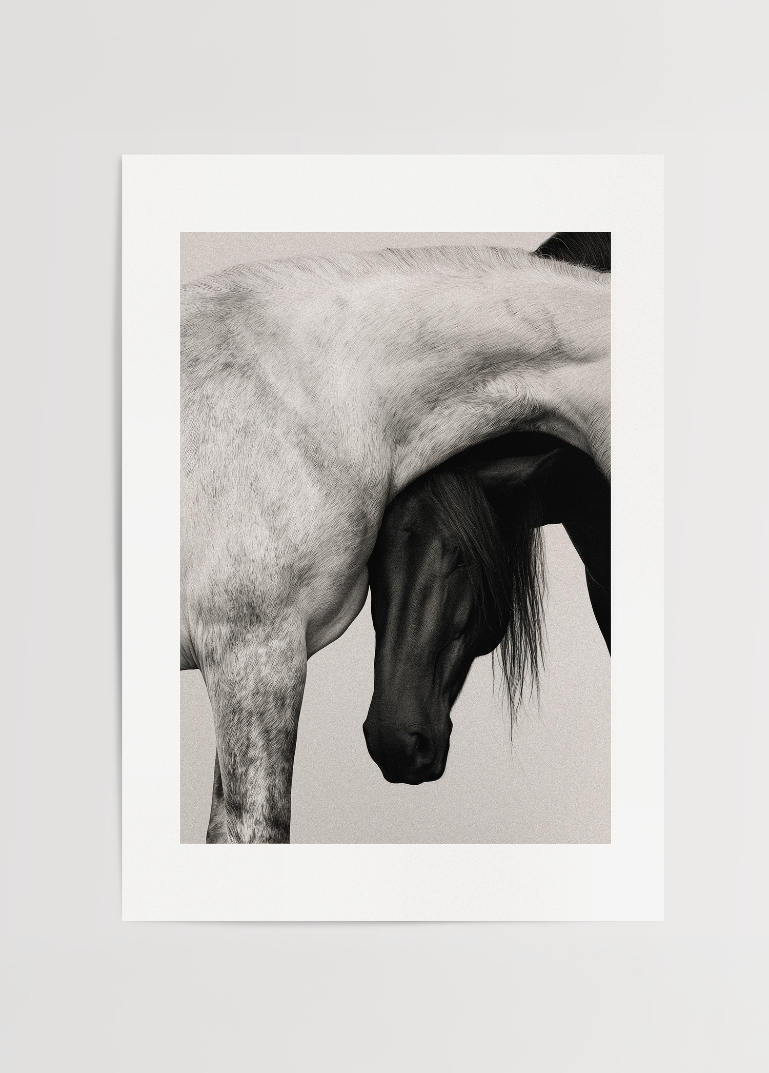 Entwined, açık ve koyu renkli iki atın birbirine yaklaşan bedenlerini gösteren minimal siyah beyaz fotoğraf poster.
