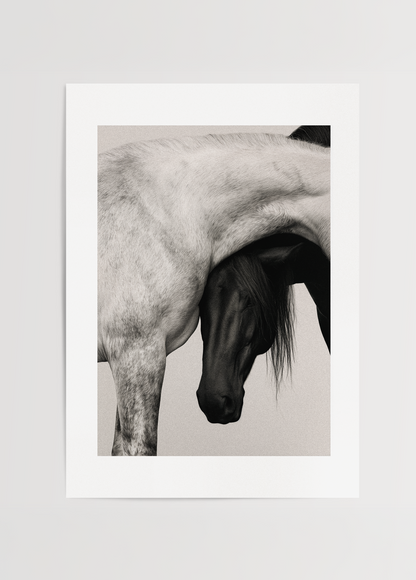Entwined, açık ve koyu renkli iki atın birbirine yaklaşan bedenlerini gösteren minimal siyah beyaz fotoğraf poster.