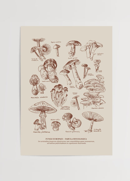 Elif Bilgin’in Fungi Europaei posteri, Avrupa mantar türlerini gravür tarzında sunan bilimsel illüstrasyon.