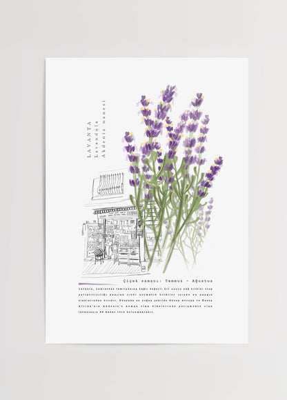 Lavanta dalları ve çizgisel mimari eskizle oluşturulmuş botanik illüstrasyon poster