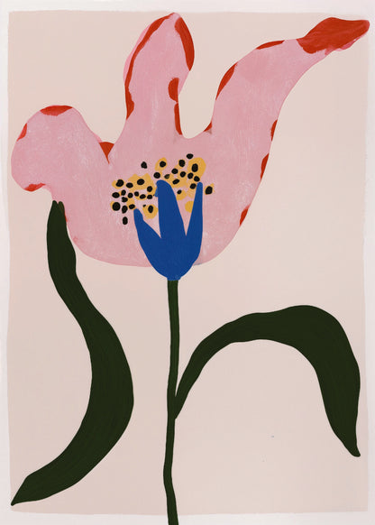 Pink Poppy