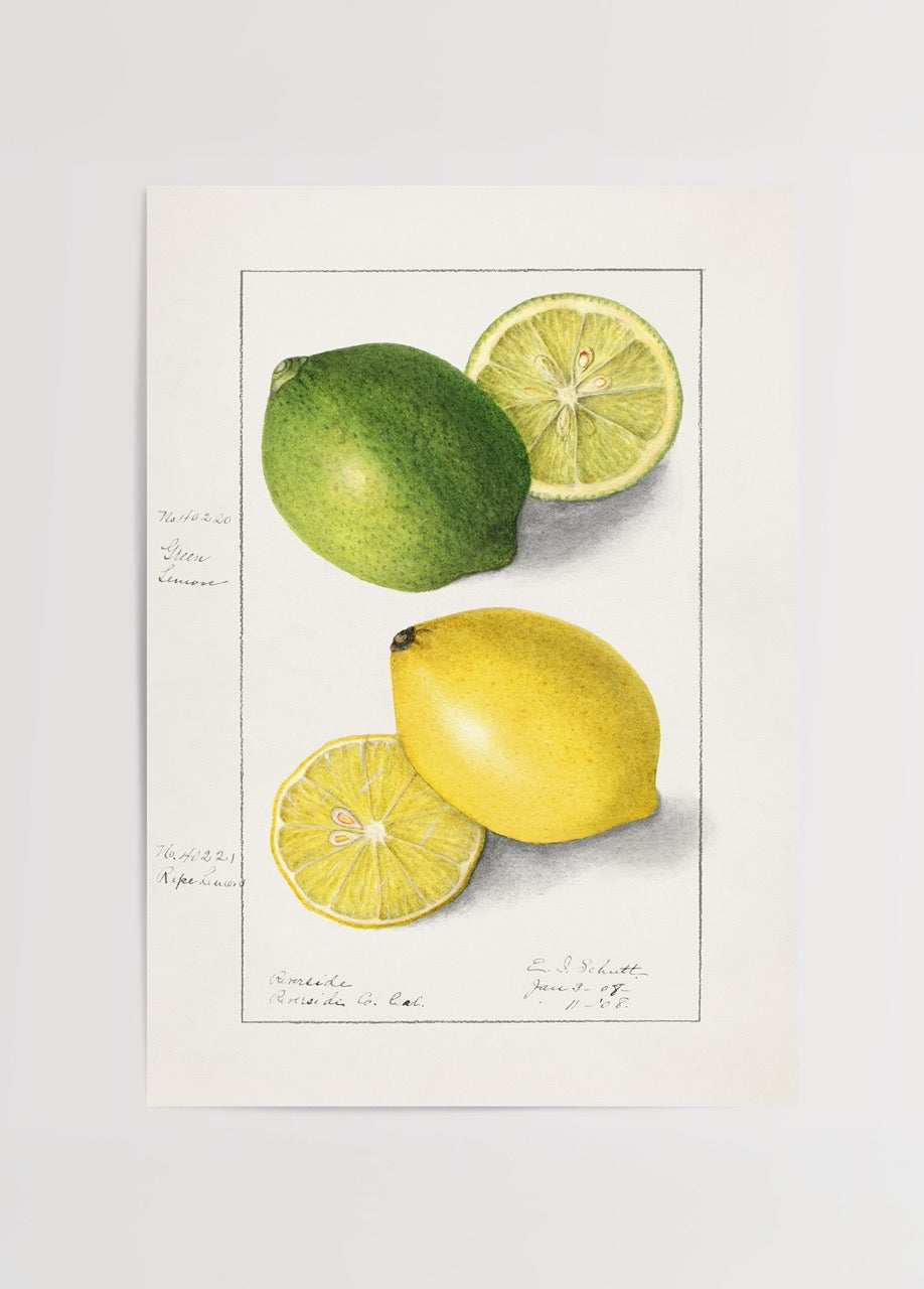 Sarı limon ve yeşil lime botanik illüstrasyon çizimi poster
