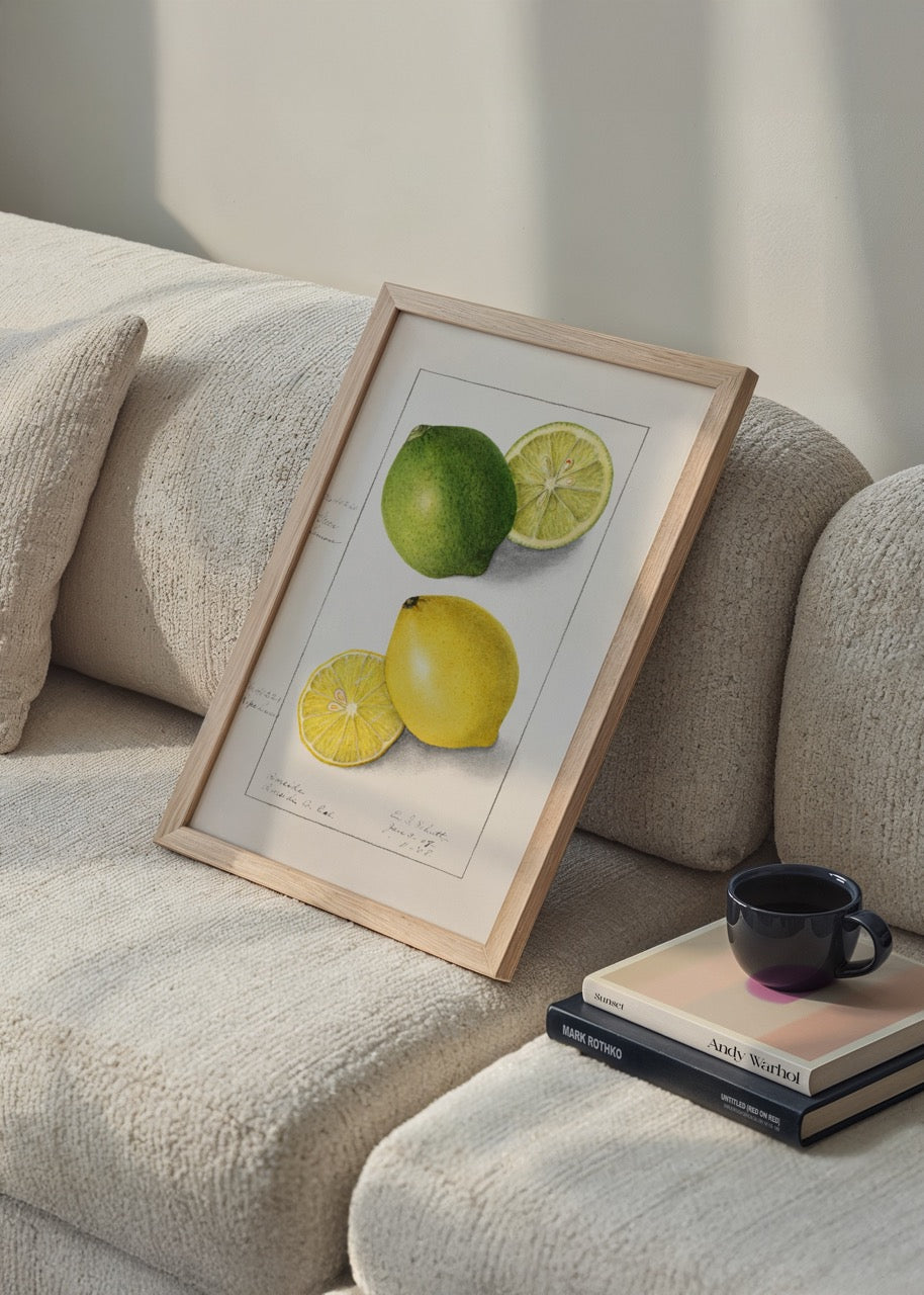 Sarı limon ve yeşil lime botanik illüstrasyon çizimi poster