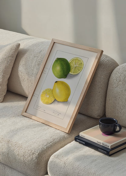 Sarı limon ve yeşil lime botanik illüstrasyon çizimi poster
