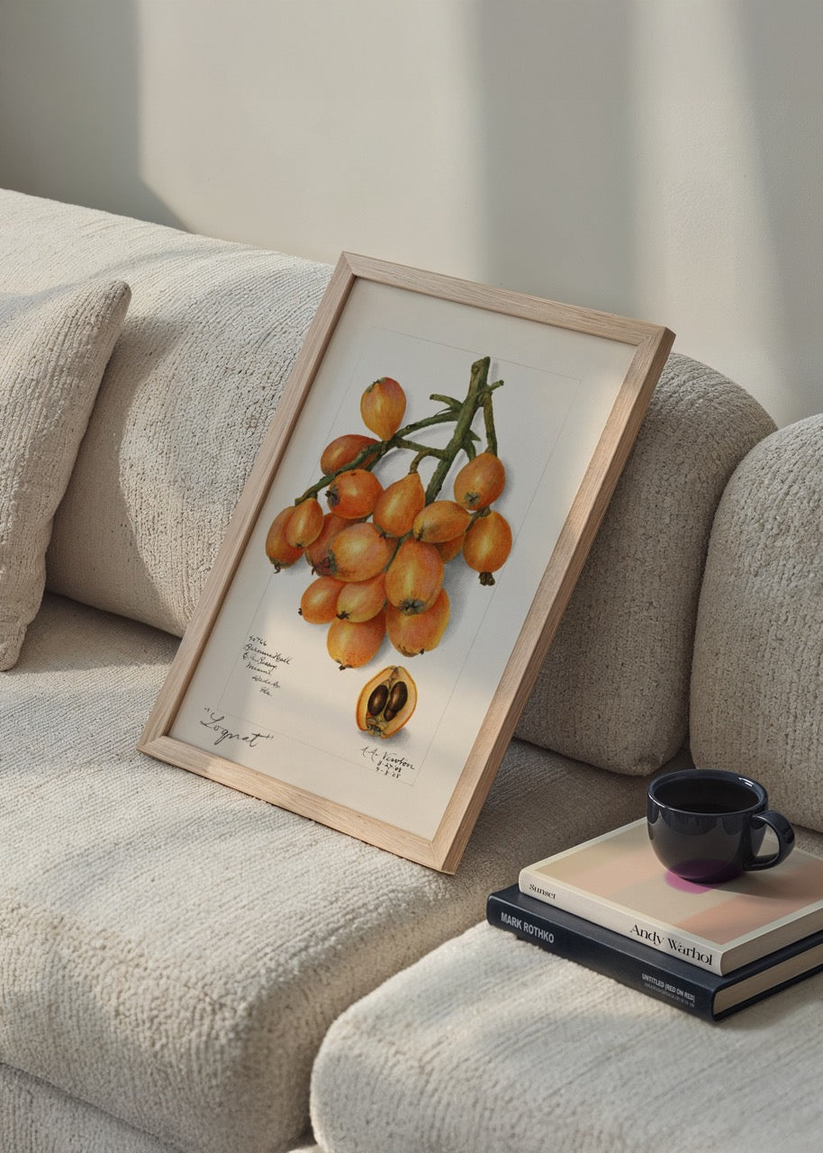 Loquat (Yeni Dünya) meyvesi el çizimi botanik illüstrasyon poster, turuncu meyve dalı ve kesit görünüm

