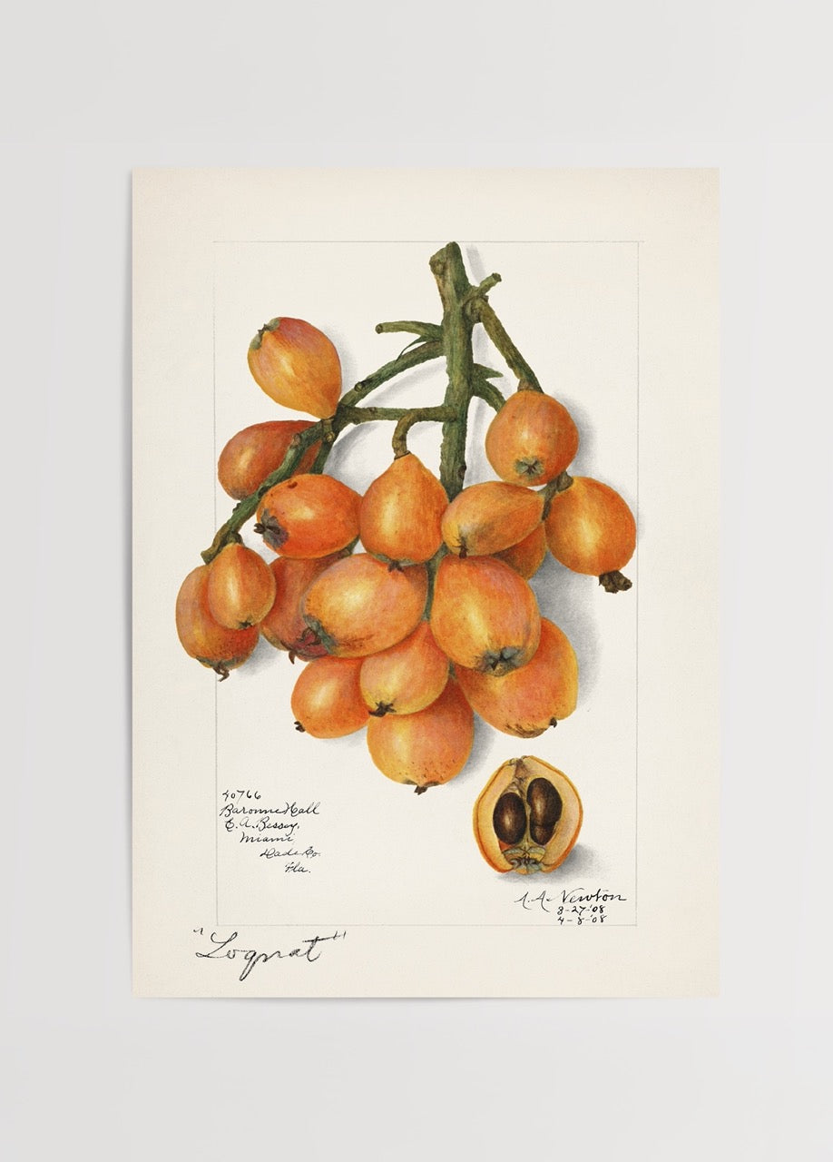 Loquat (Yeni Dünya) meyvesi el çizimi botanik illüstrasyon poster, turuncu meyve dalı ve kesit görünüm

