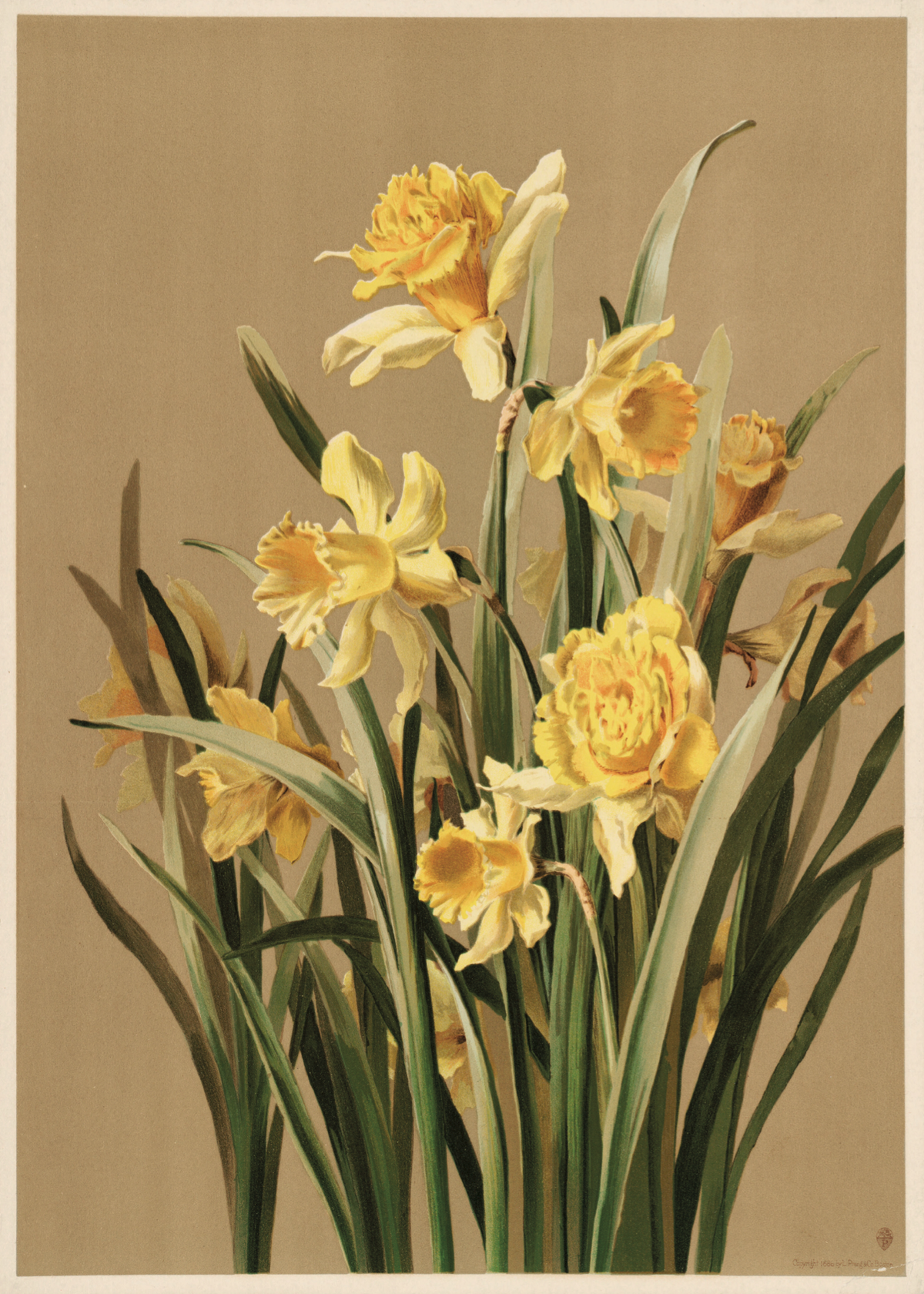 Vintage Daffodil Botanical Poster – Narcissus Çiçek İllüstrasyonu