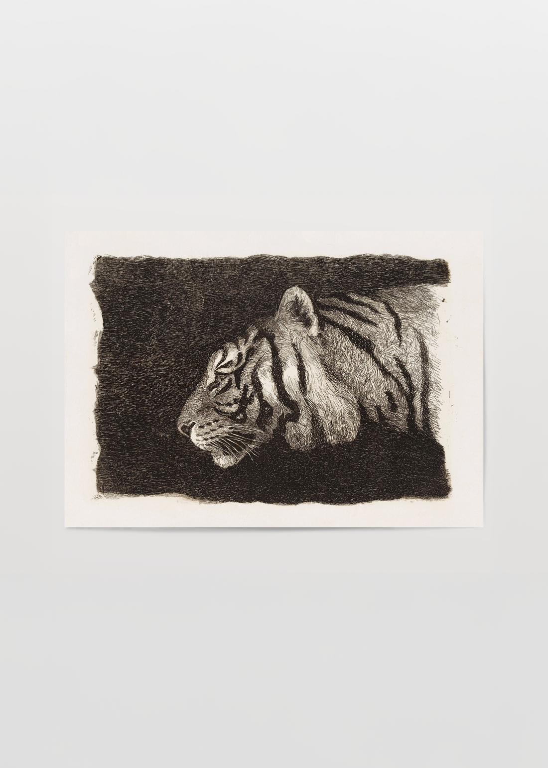 Tiger&
