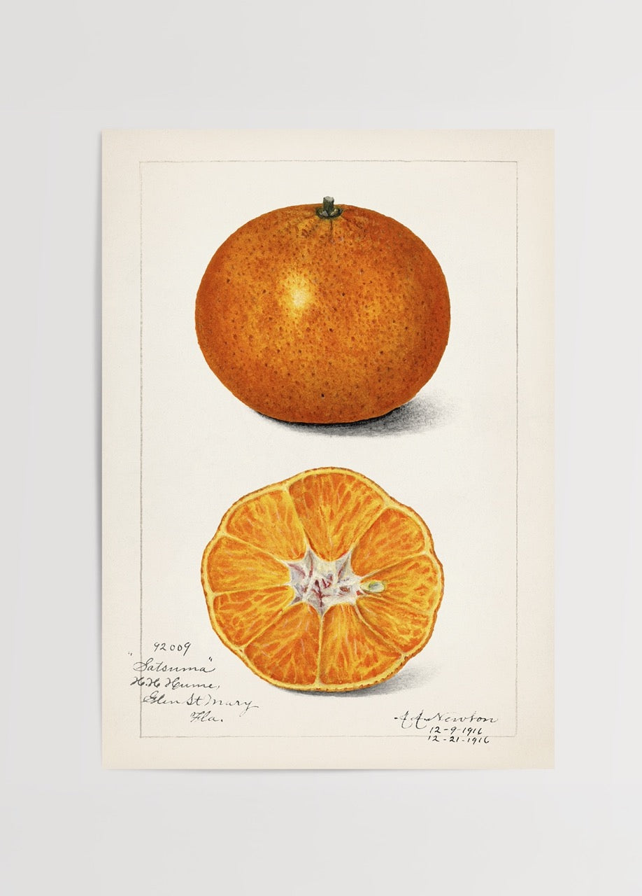 Vintage satsuma mandalina botanik illüstrasyon posteri, kesit ve tam meyve görünümü

