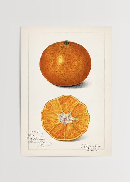 Vintage satsuma mandalina botanik illüstrasyon posteri, kesit ve tam meyve görünümü

