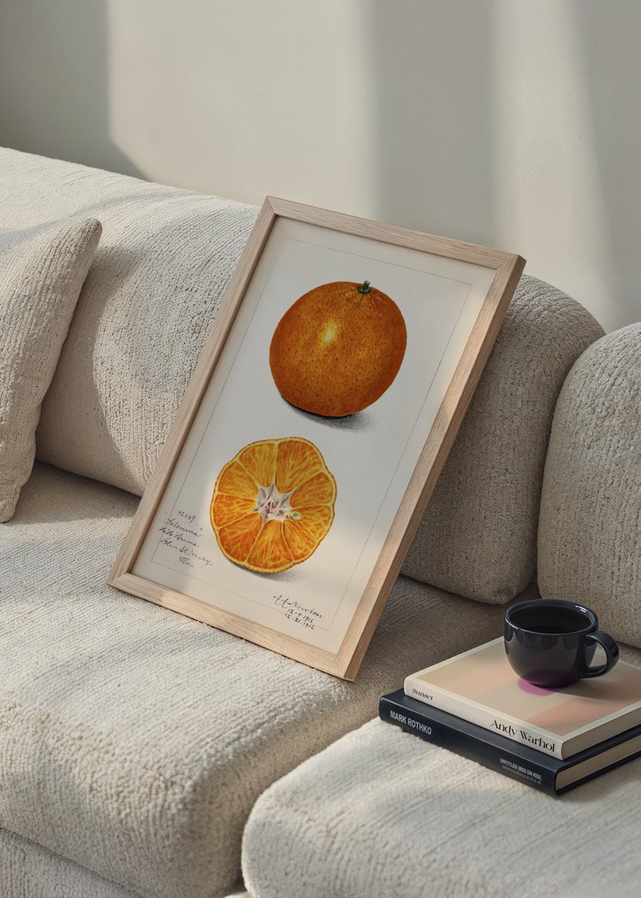 Vintage satsuma mandalina botanik illüstrasyon posteri, kesit ve tam meyve görünümü

