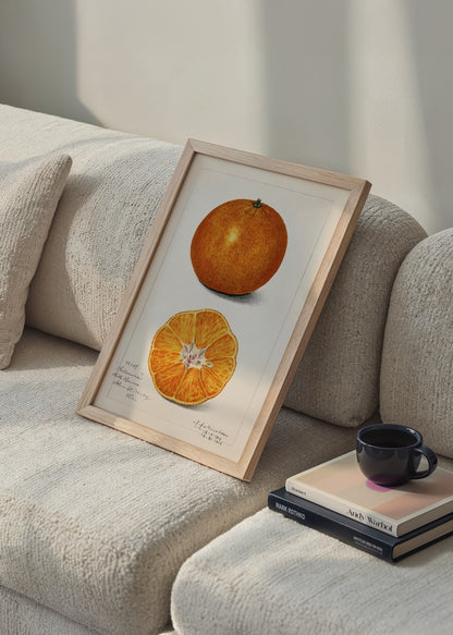 Vintage satsuma mandalina botanik illüstrasyon posteri, kesit ve tam meyve görünümü

