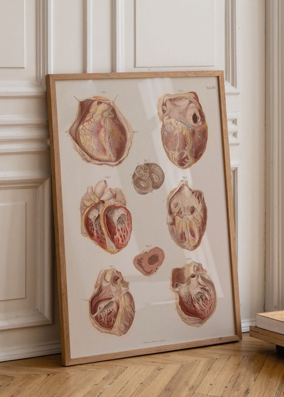 Farklı açılardan kesitleri gösteren vintage anatomik kalp illüstrasyonlarının bulunduğu tıbbi poster.