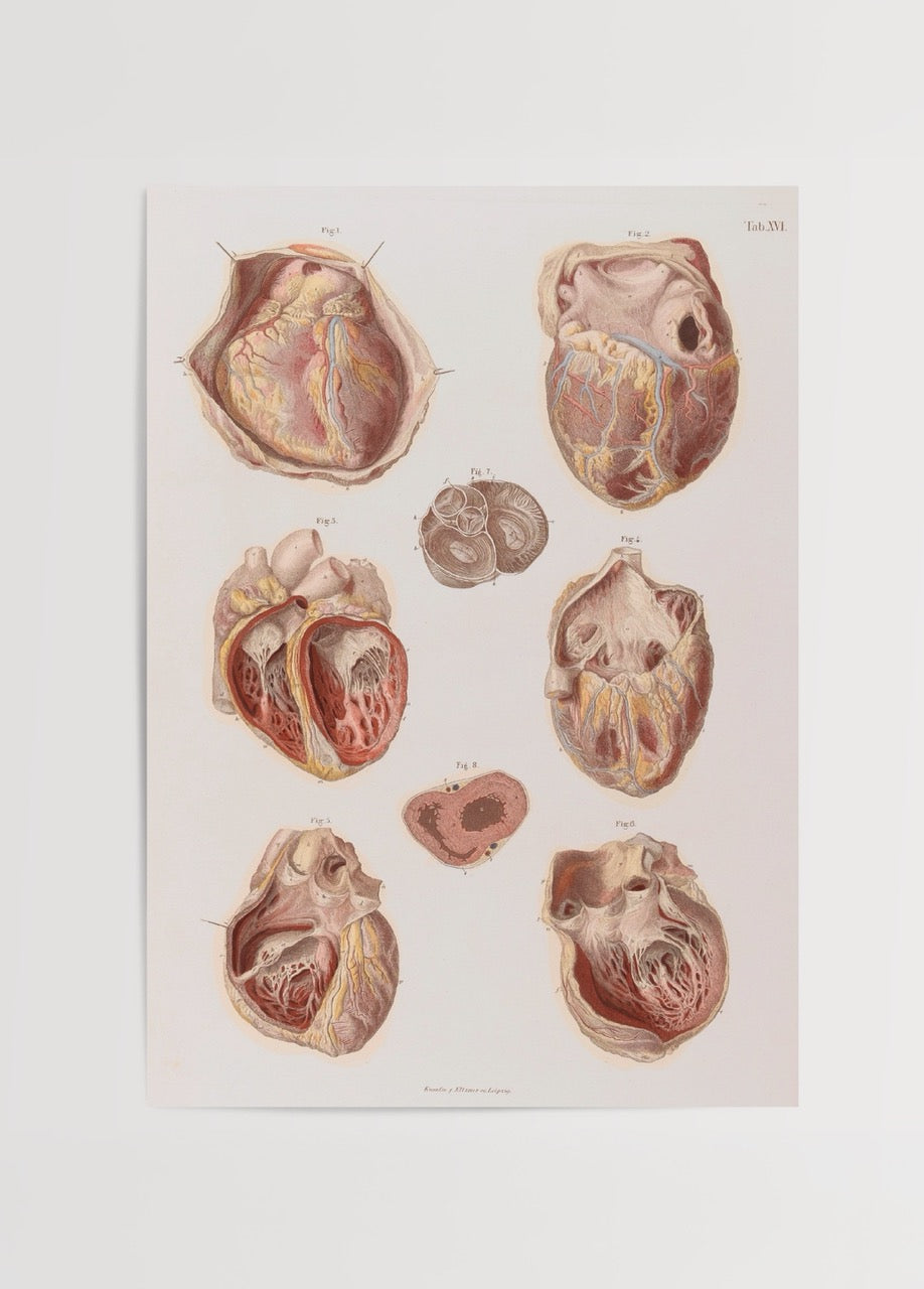 Farklı açılardan kesitleri gösteren vintage anatomik kalp illüstrasyonlarının bulunduğu tıbbi poster.