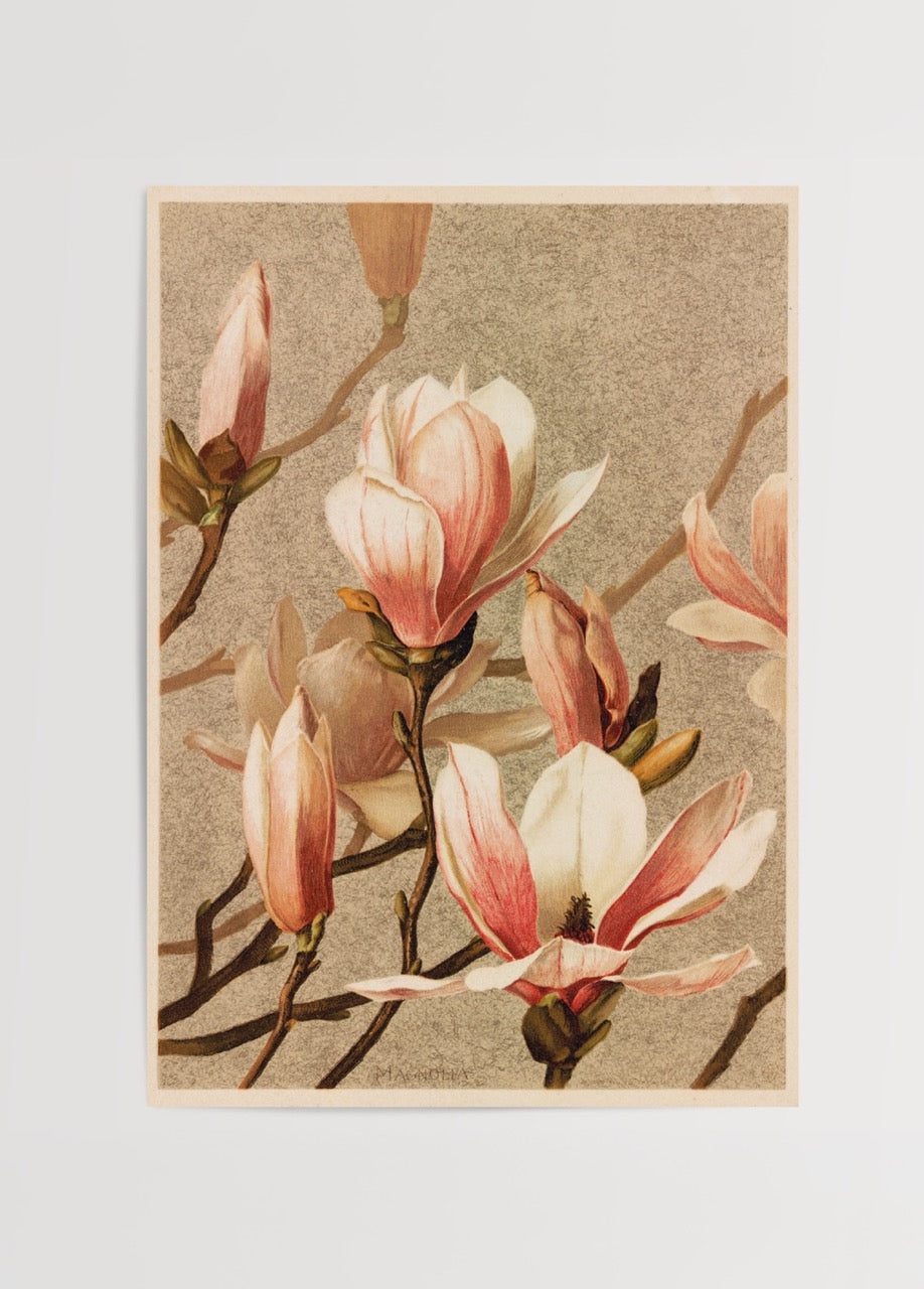 Dalları üzerinde pembe beyaz magnolia çiçekleri bulunan vintage botanik illüstrasyon poster.