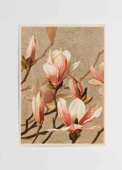 Dalları üzerinde pembe beyaz magnolia çiçekleri bulunan vintage botanik illüstrasyon poster.