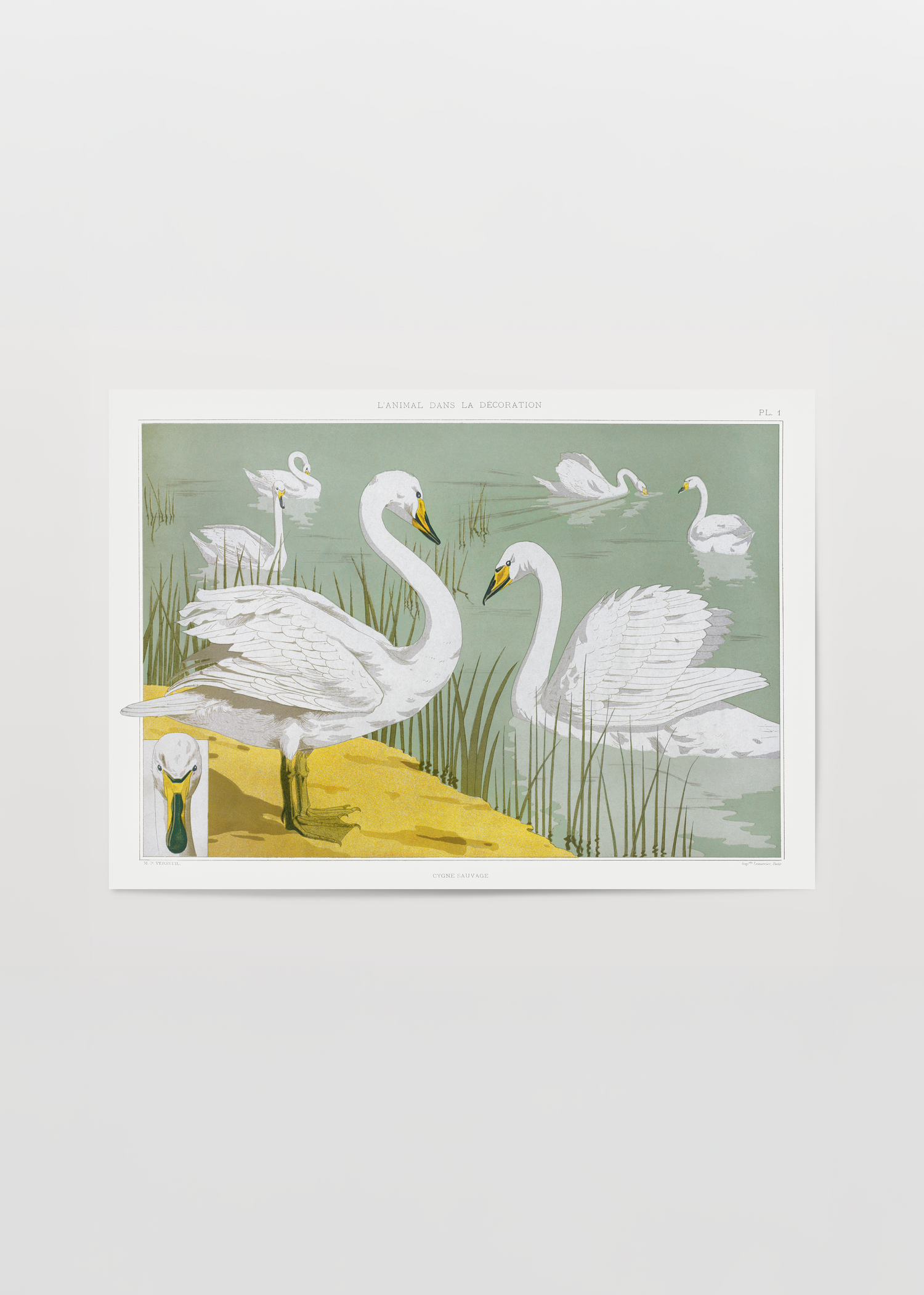Adaçayı yeşili su üzerinde beyaz kuğuların yer aldığı Vintage Swan Illustration kuğu poster