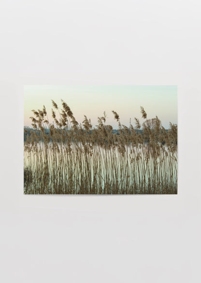 whispering reeds lake in bialystok sazlar dogal manzara fotograf poster
